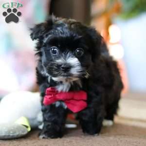 Storm, Maltipoo Puppy